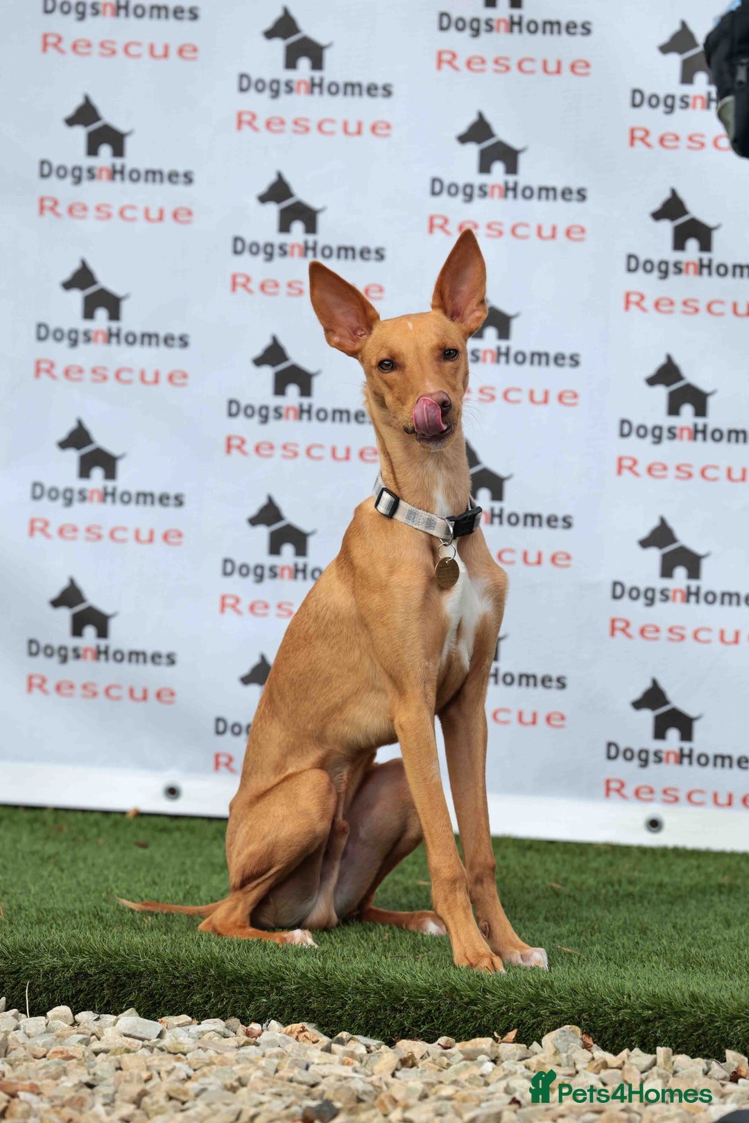 Mixed Breed dogs for adoption: Fabulous Flynn - Image 1