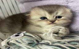 Scottish Fold cats for sale: 🌟🌟🌟🌟🌟Pedigree Scottish Fold Kittens - Image 12