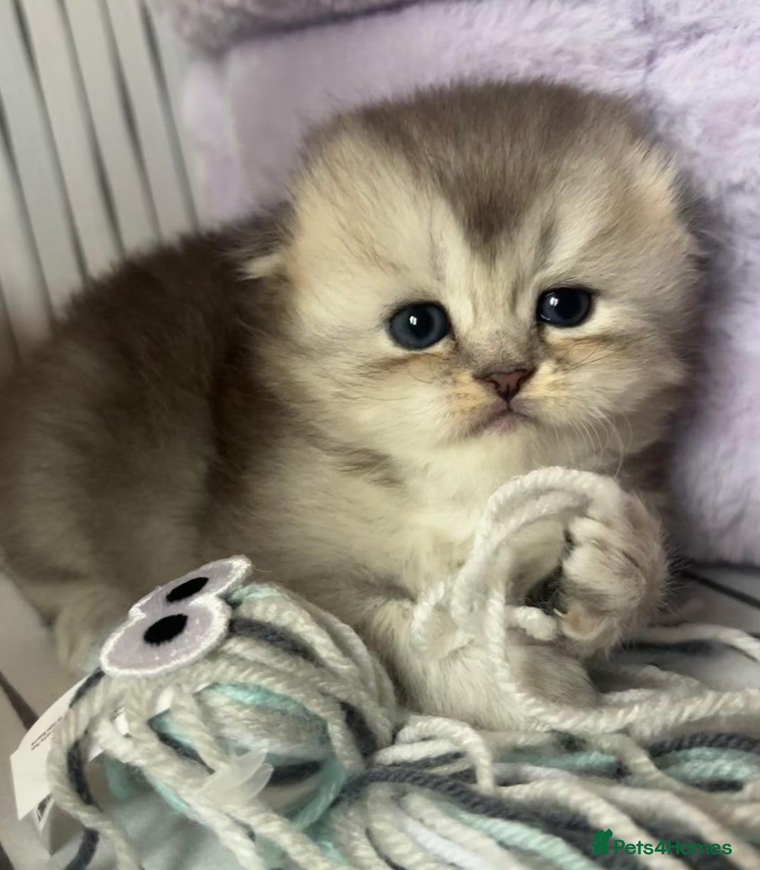 Scottish Fold cats for sale: 🌟🌟🌟🌟🌟Pedigree Scottish Fold Kittens - Image 12