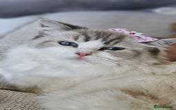 Ragdoll cats for sale: Ragdoll  - Image 1