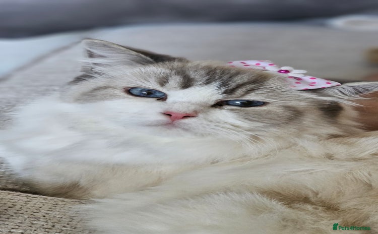 Ragdoll cats - Advert 1