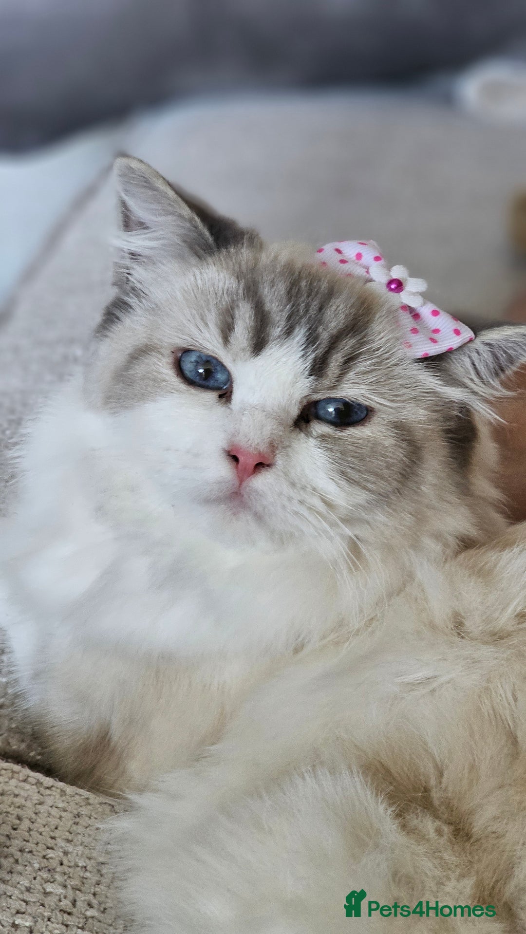 Ragdoll cats for sale: Ragdoll  - Image 1