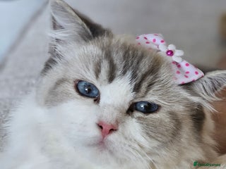 Ragdoll cats - Advert 21