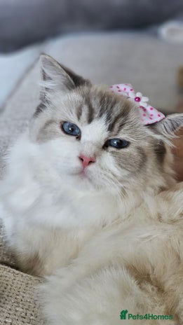 Ragdoll cats - Advert 1