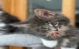 Maine Coon cats for sale: 2 Beautiful pedigree TICA reg Maine Coon kittens - Image 22