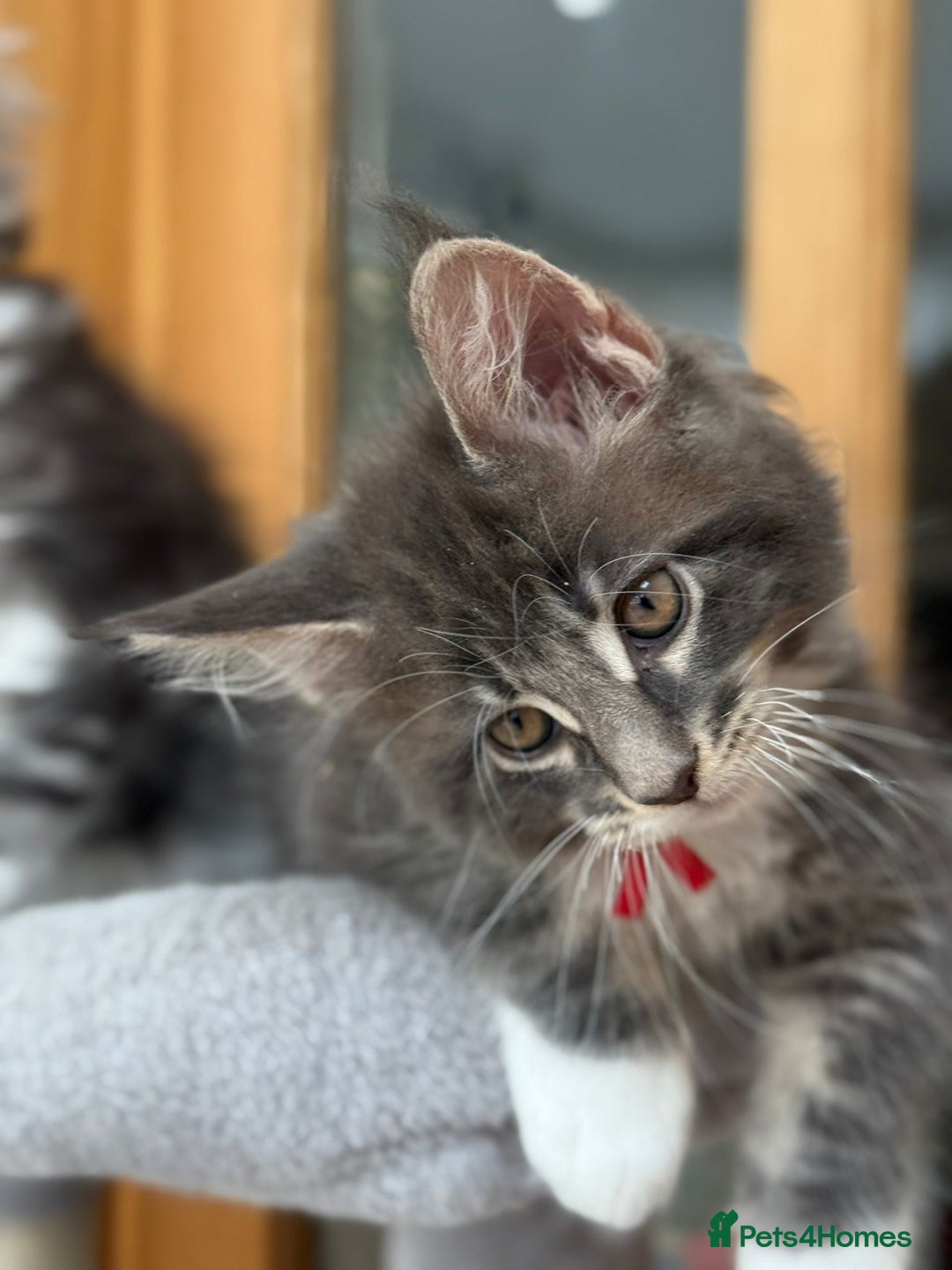Maine Coon cats for sale: 2 Beautiful pedigree TICA reg Maine Coon kittens - Image 22