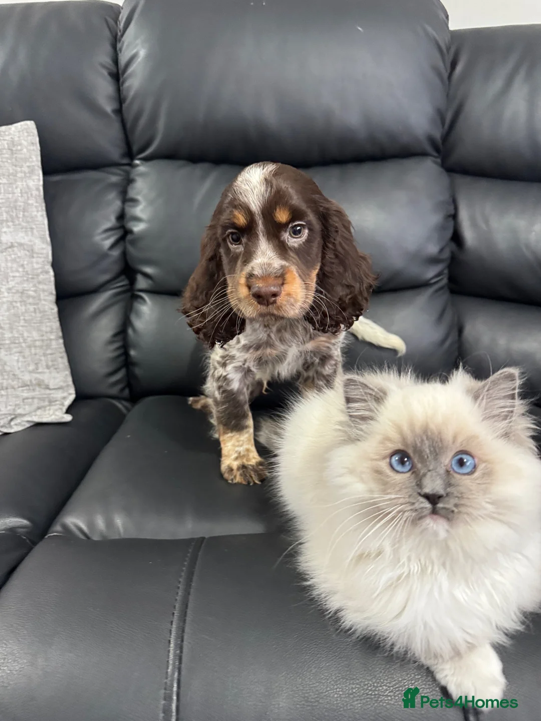 Ragdoll cats for sale: Male blue point mitted ragdoll kitten 10 weeks old - Advert 2