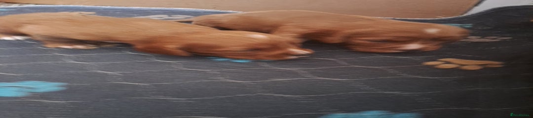Cockalier Puppy 5