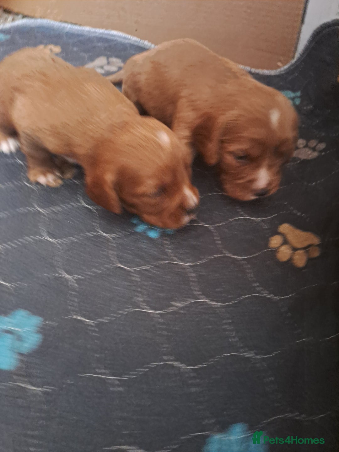 Cockalier dogs for sale: Cockerliers  health tested parents  - Image 18