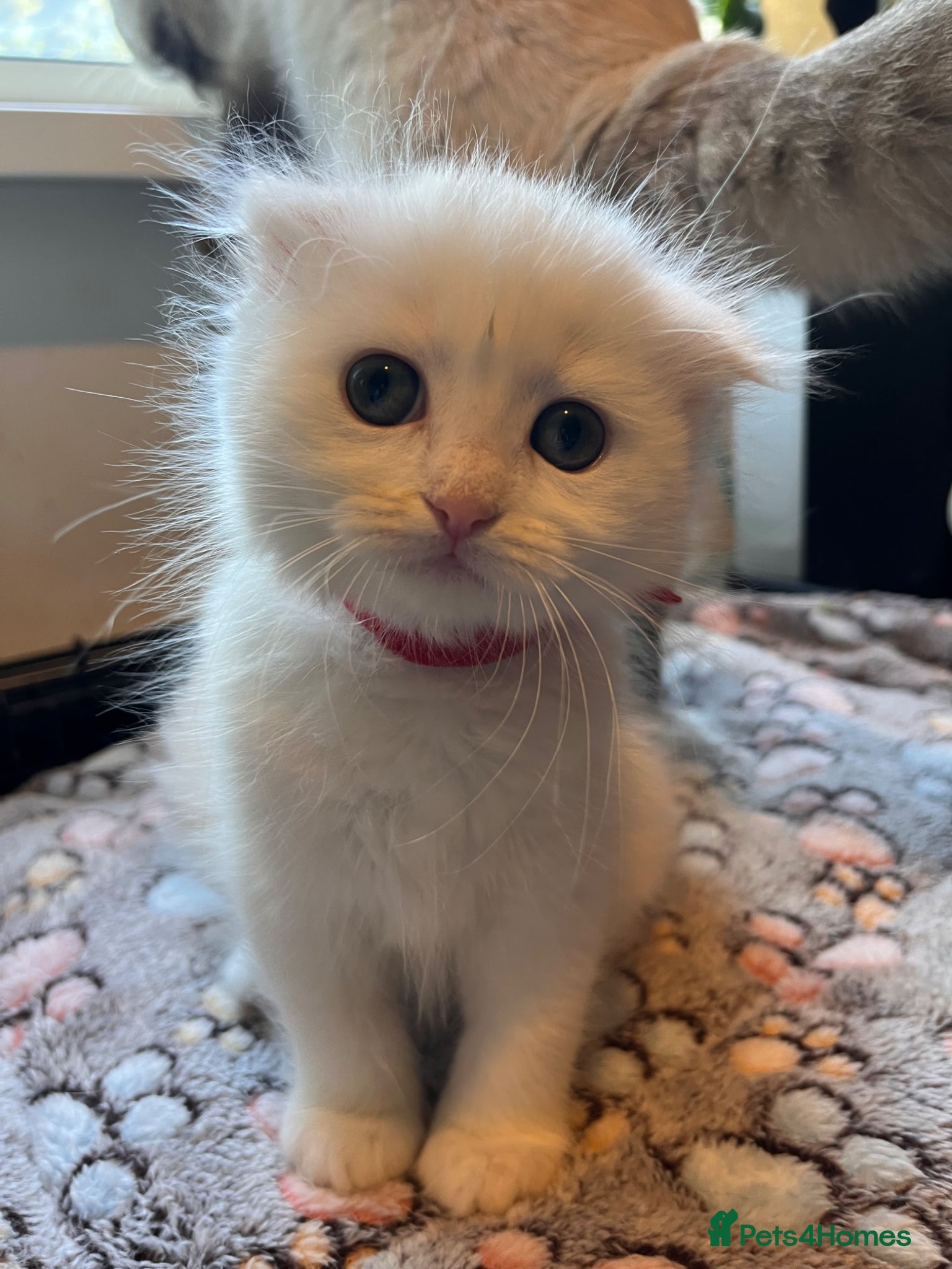 Ragdoll cats 🌟 Stunning half Ragdoll Kittens READY TO GO 🌟 - Advert 1