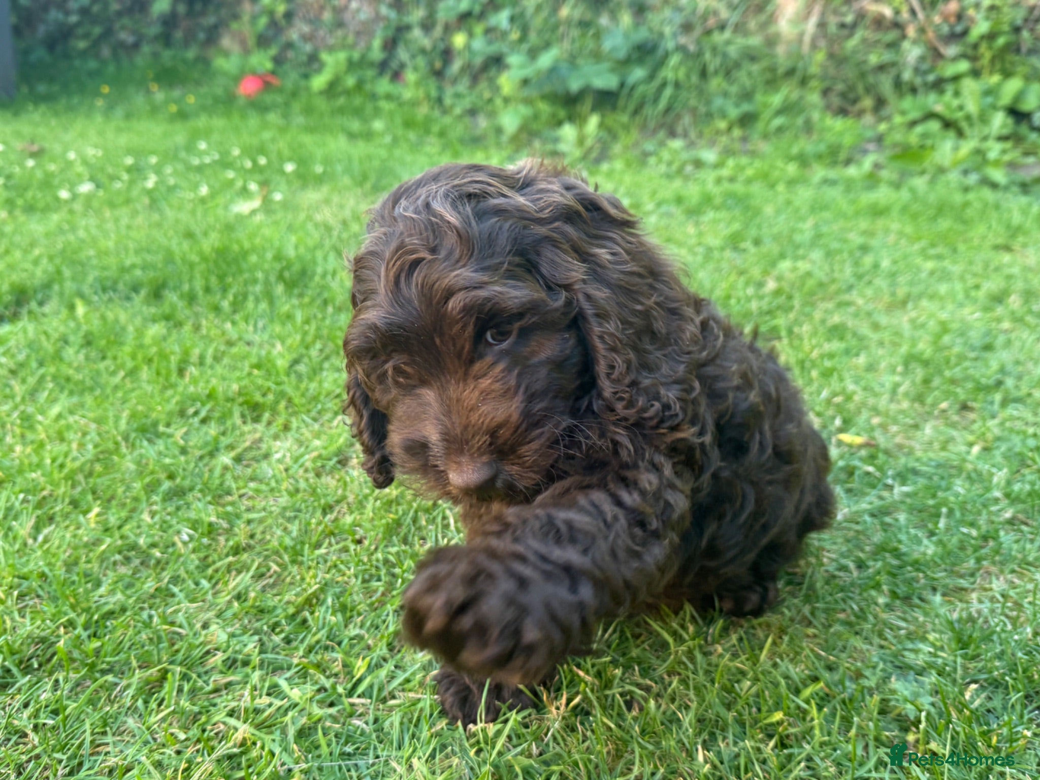 Cockapoo dogs Very small F1 cockapoo puppies for sale  - Advert 2