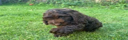 Cockapoo dogs for sale: Very small F1 cockapoo puppies for sale  - Advert 2