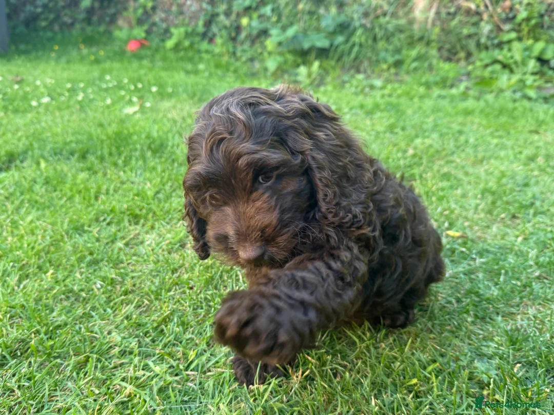 Cockapoo dogs for sale: Very small F1 cockapoo puppies for sale  - Advert 2