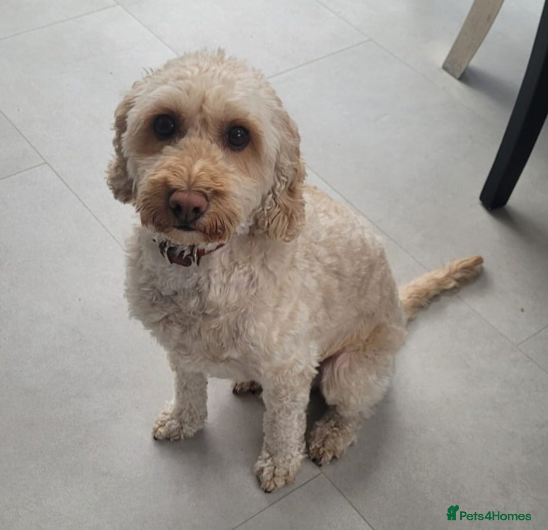 Cockapoo dogs for sale: Cockapoo for sale - Advert 4