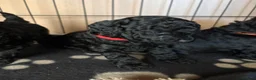 Toy Poodle dogs for sale: Beautiful Toy Poodles - Ready to reserve now - Advert 8