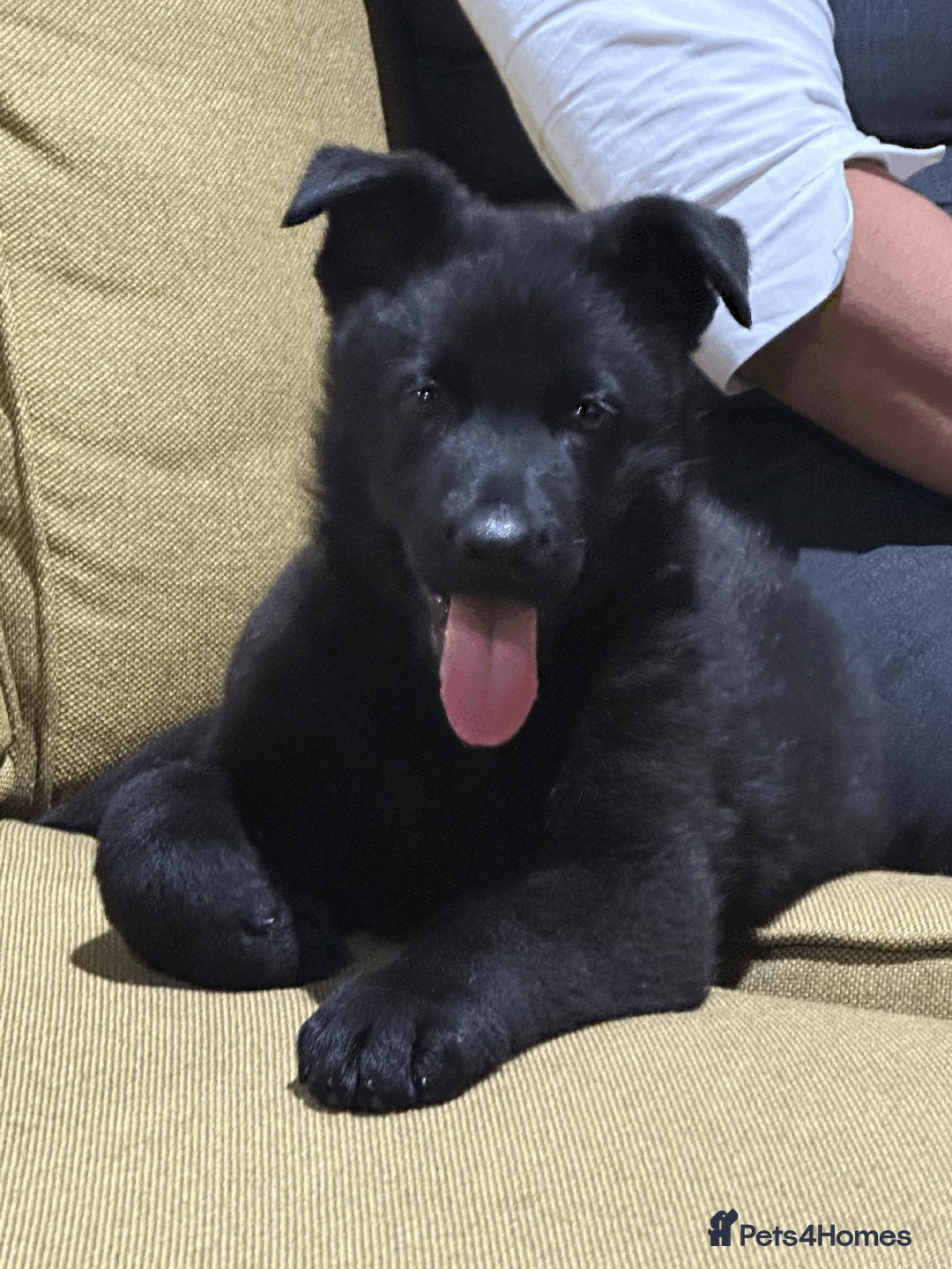 German Shepherd dogs for sale: FIVE EXCLUSIVE GSD PUPS, HOME RARED AND BRED. - Advert 15