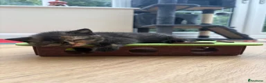 British Shorthair 3