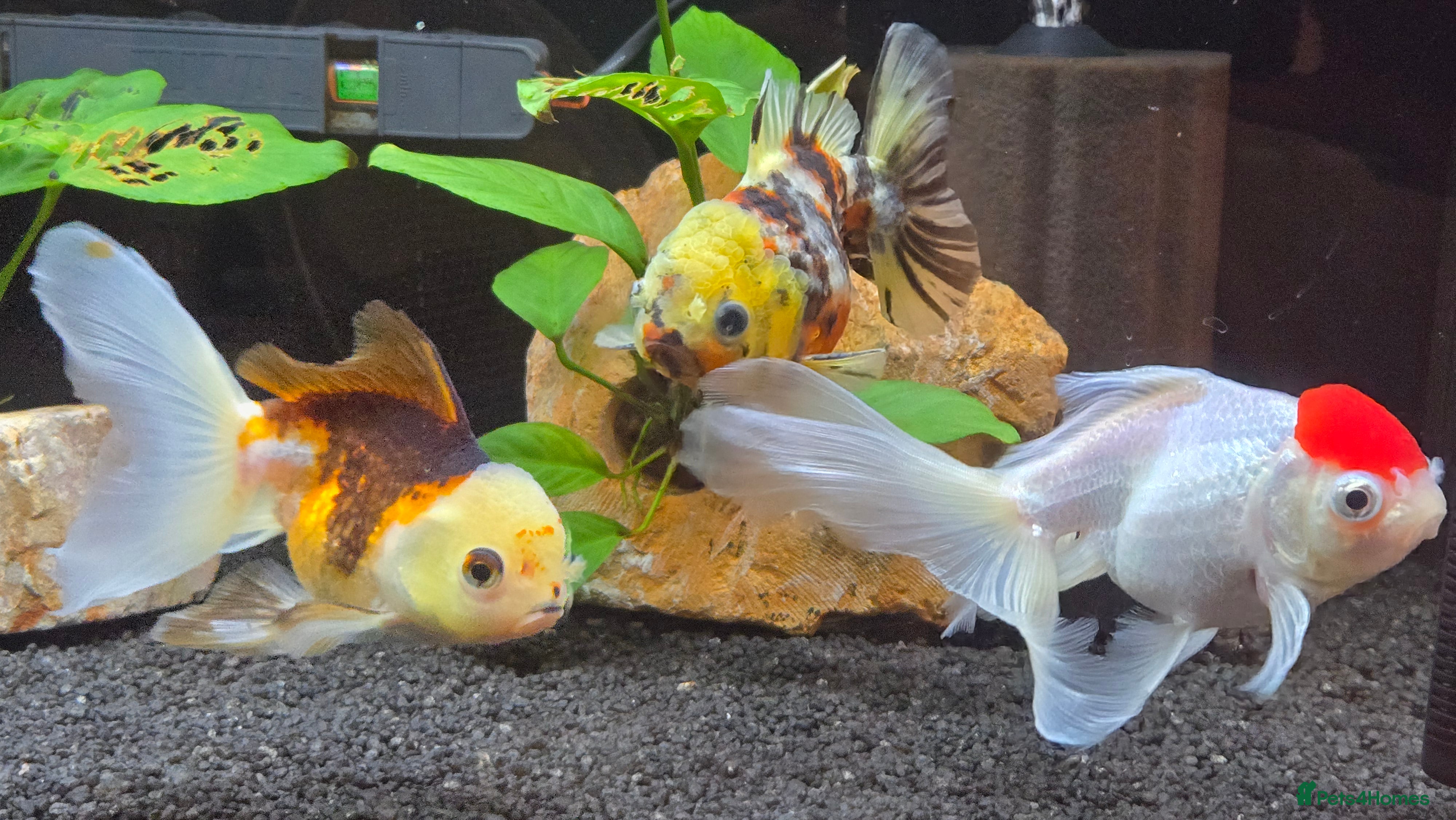Fancy Goldfish fish High Grade Orandas / Gold Bristle Nose Plecos - Advert 2
