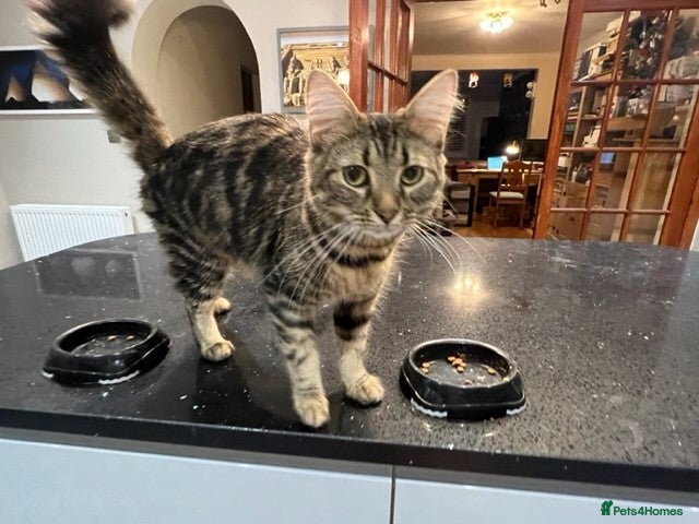 Persian cats Beautiful Persian Cross kittens for sale - Advert 4