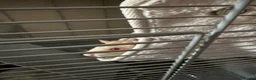 Rat rodents for sale: 2X male fancy albino rats in Plymouth - Advert 4