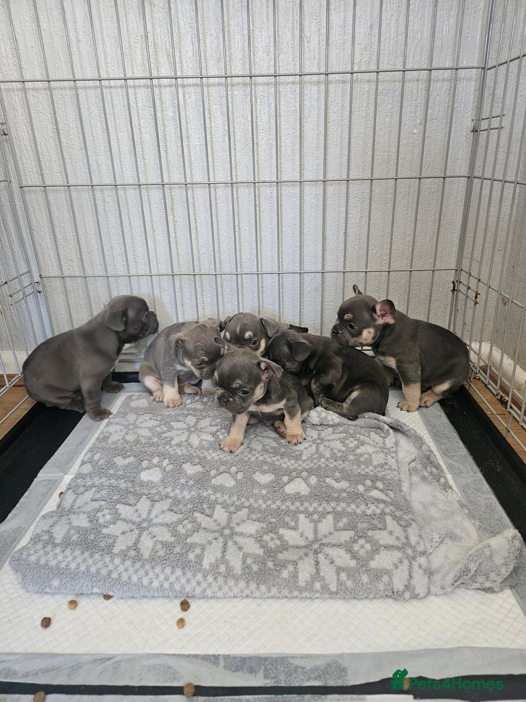 French Bulldog dogs for sale: Gorgeous frenchie pups  - Image 9