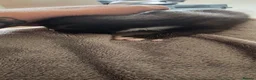 Mixed Breed cats for sale: 3 beautiful female kittens  - Advert 5