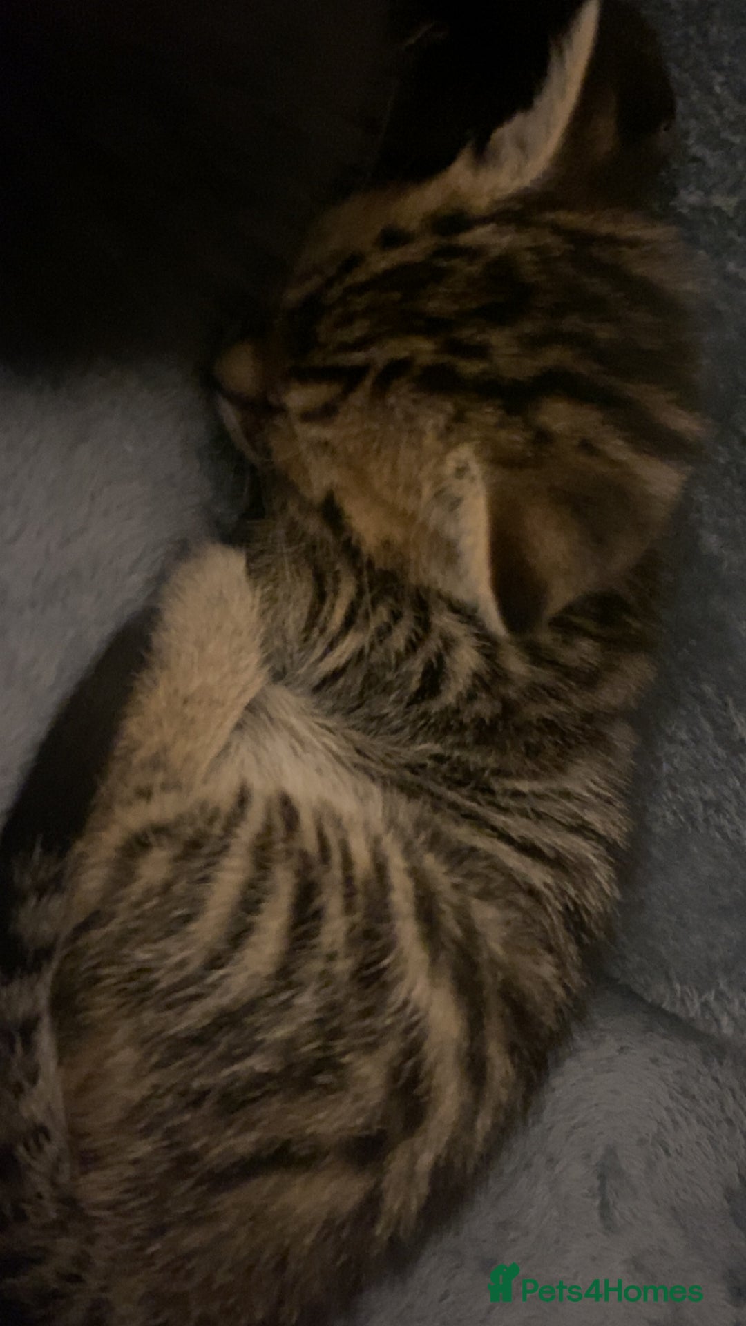 Mixed Breed cats for sale: Mixed breed Bengal and Norwegian forest cat  - Advert 5