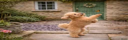 Toy Poodle dogs for stud: Kc reg stunning tiny toy poodle excellent sire  - Advert 9