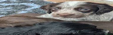 Sprocker 3