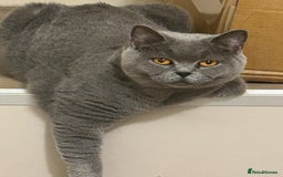 British Shorthair cats for sale: 4 purebred British shorthair kittens  - Image 20