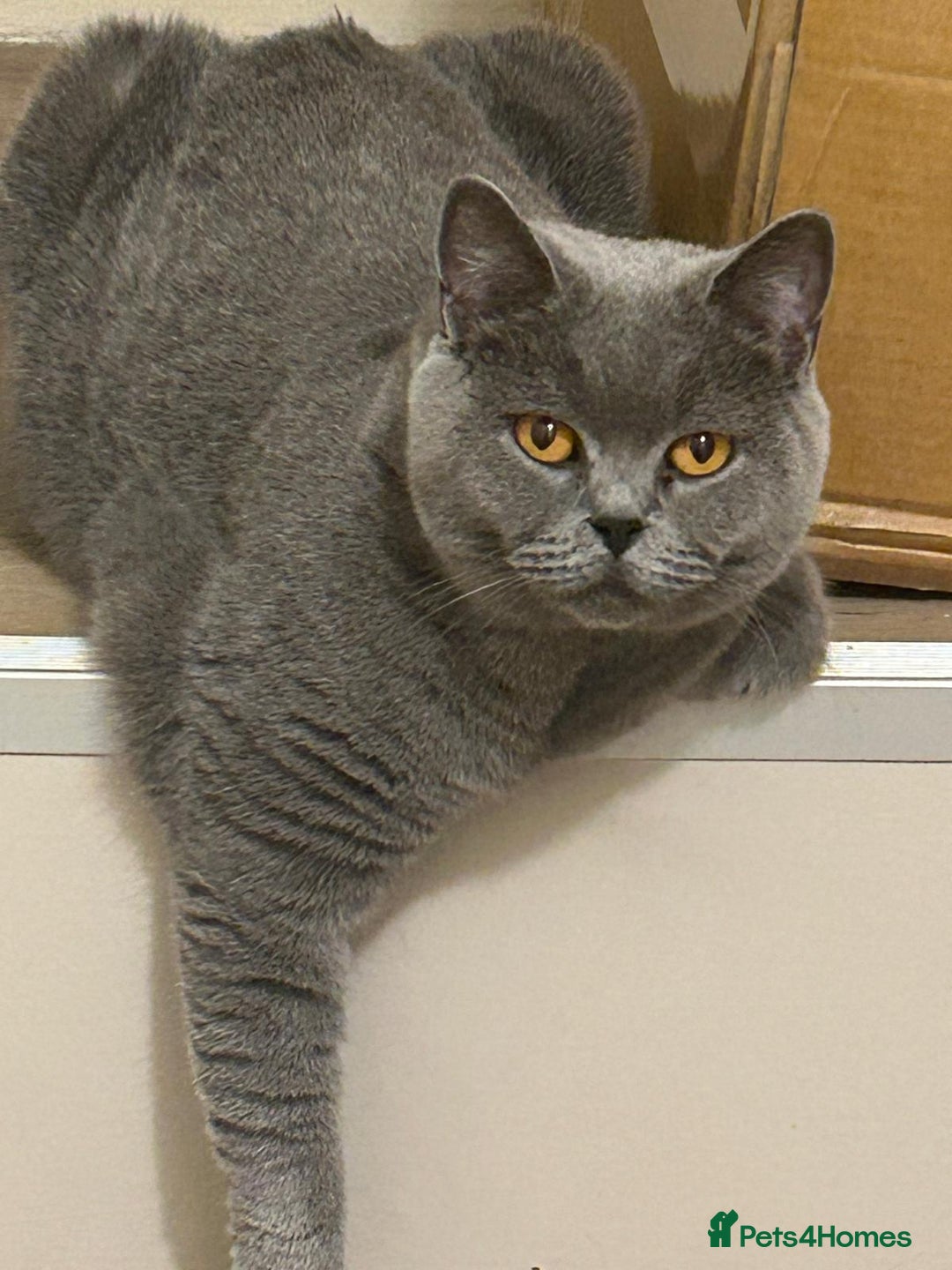 British Shorthair cats for sale: 4 purebred British shorthair kittens  - Image 20