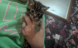 Mixed Breed cats for sale: Kittens for sale  - Image 4