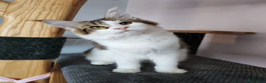 Jasmine TitaniumCat 