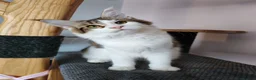 Maine Coon cats for sale: Jasmine TitaniumCat - last kitten ❤️❤️❤️  - Advert 3