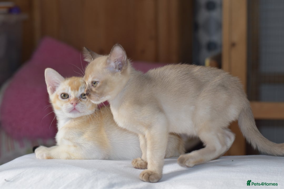 Burmese cats for sale: Beautiful Burmese  - Image 3