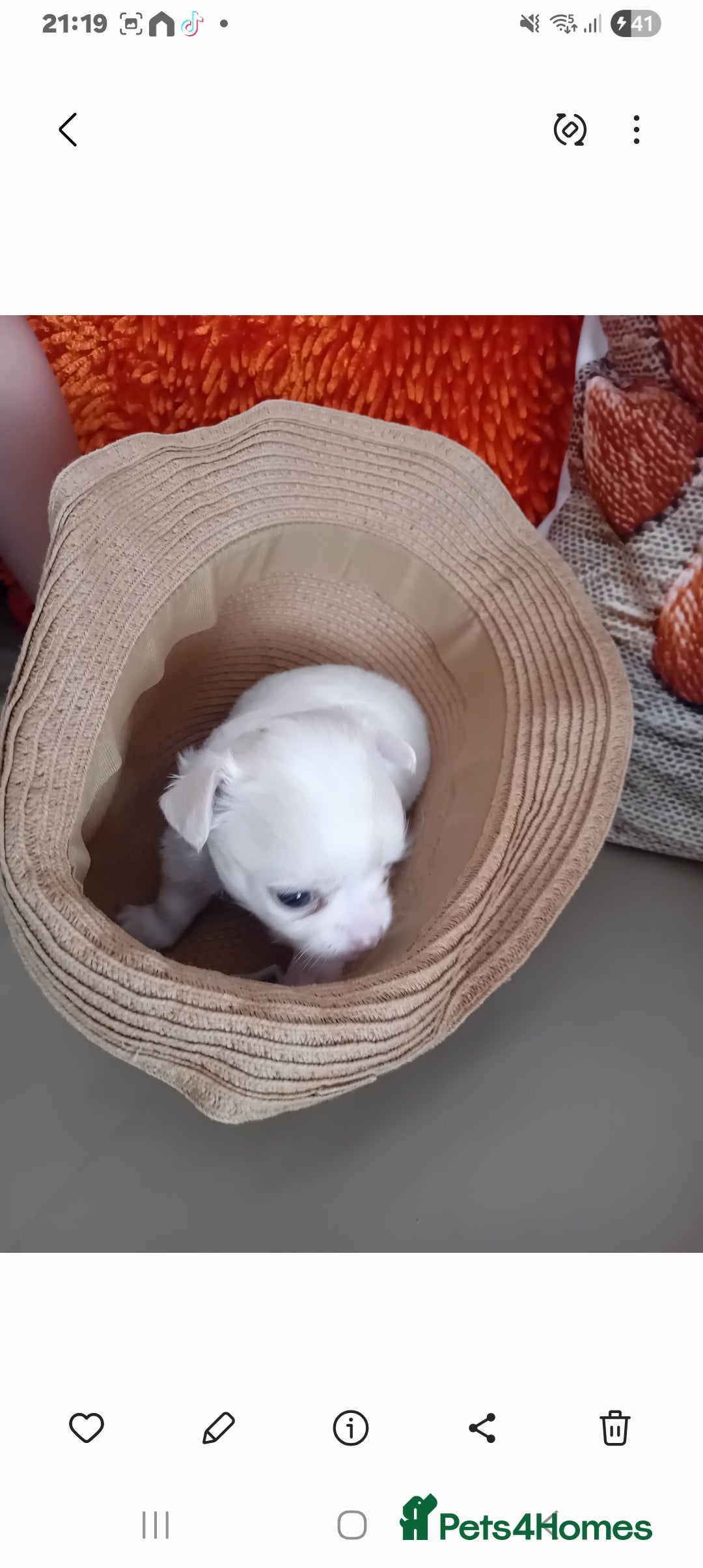 Chihuahua dogs for sale: Little white girl chihuahua  - Image 9