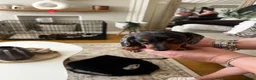 Miniature Dachshund dogs for sale: Miniature smooth haired Dachshund  in Tredegar - Advert 3