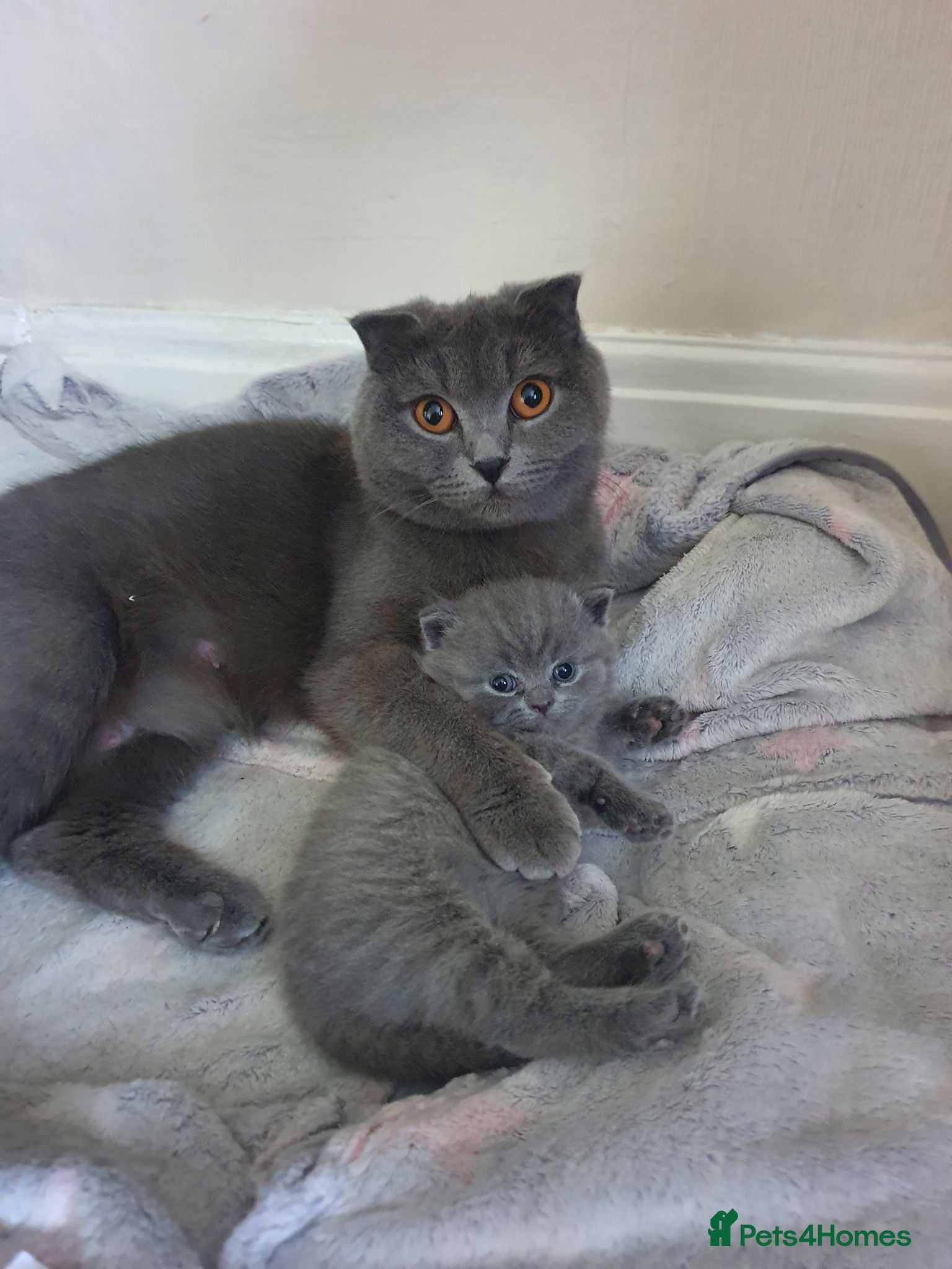 Scottish Fold cats 3 Kittens Mixed Scottish Fold/British Shorthair - Advert 1