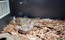 Python Snake reptiles for sale: ball python snake, £150 (including vivarium) - Advert 6