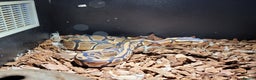 Python Snake reptiles for sale: ball python snake, £125 (vivarium included) - Advert 2