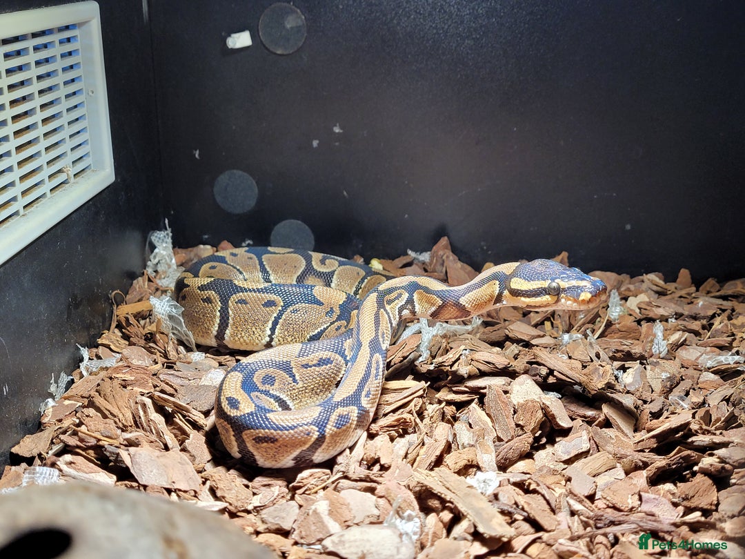 Python Snake reptiles for sale: ball python snake, £150 (including vivarium) - Advert 6