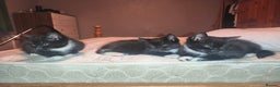 Mixed Breed cats for sale: Three Tuxedo Kittens Looking for Loving Homes - Advert 4