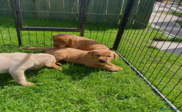 Labrador Retriever dogs - Advert 1
