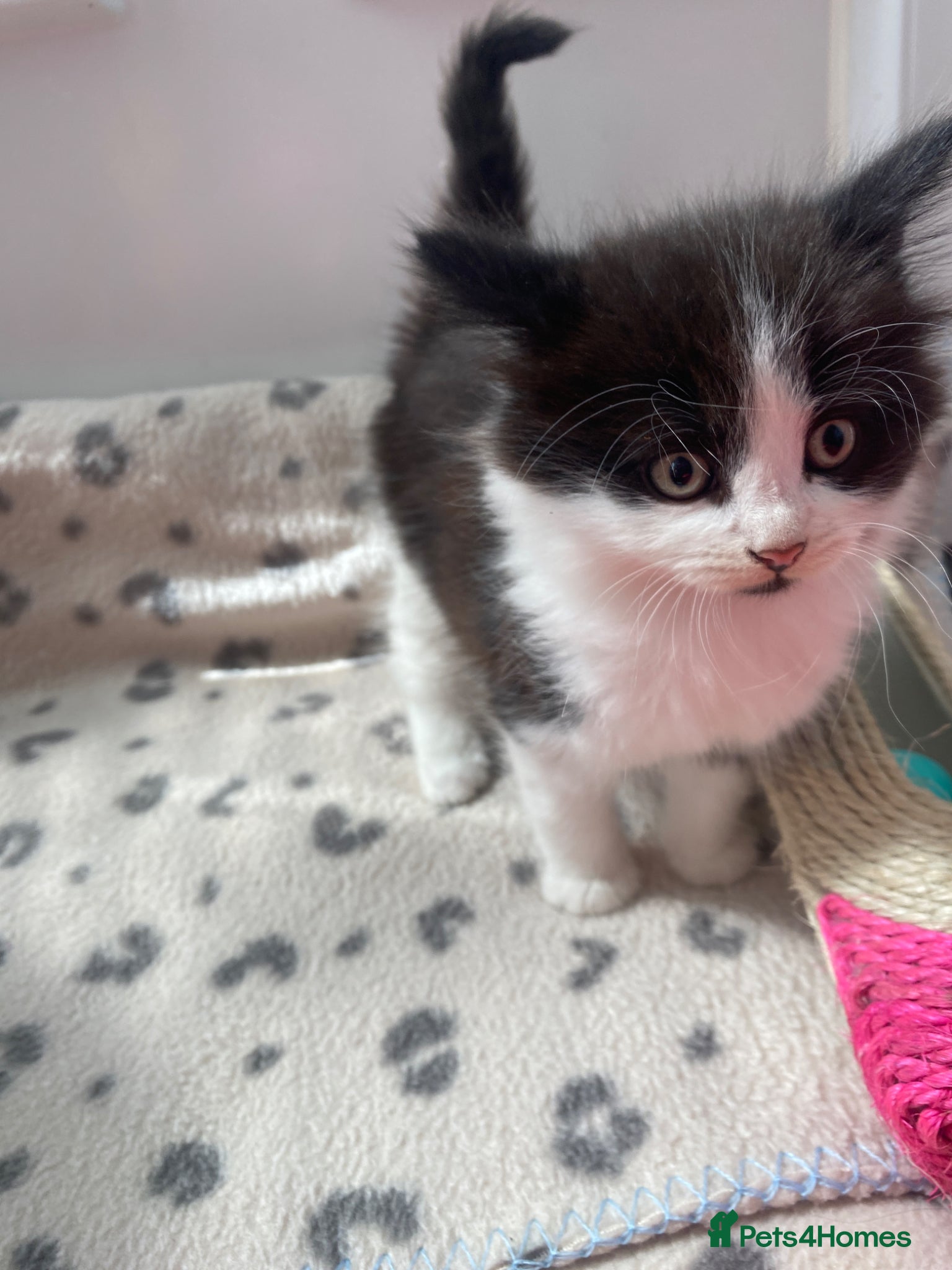 Mixed Breed cats Beautiful kittens  - Advert 1