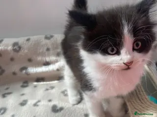 Mixed Breed cats Beautiful kittens - Advert 1