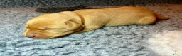 Labrador Retriever dogs for sale: KC REGISTERED FOX RED LABRADOR PUPPIES - Advert 4