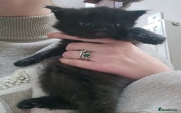 Mixed Breed cats for sale: 2 kittens for sale - Image 2