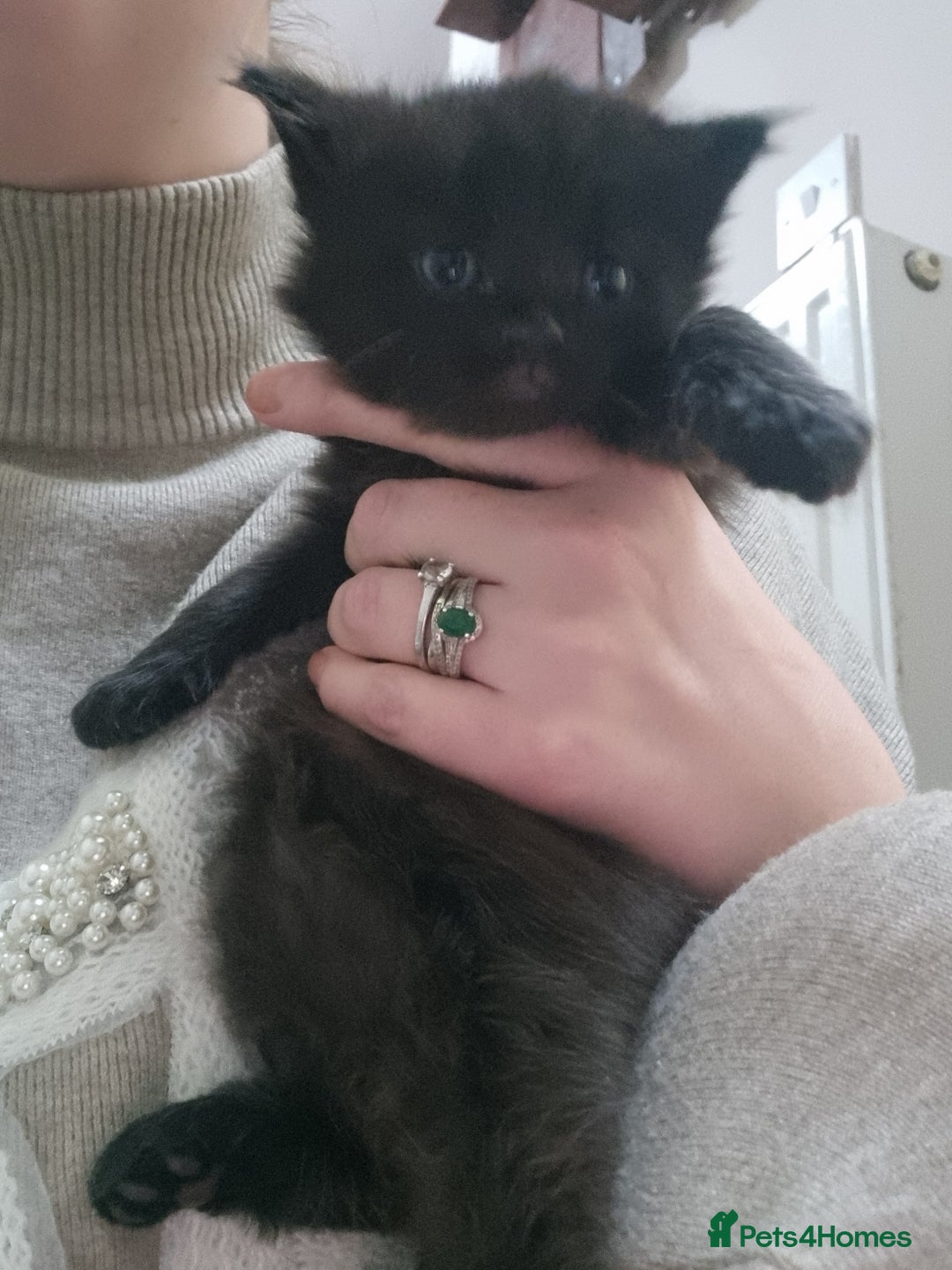 Mixed Breed cats for sale: 2 kittens for sale - Image 2