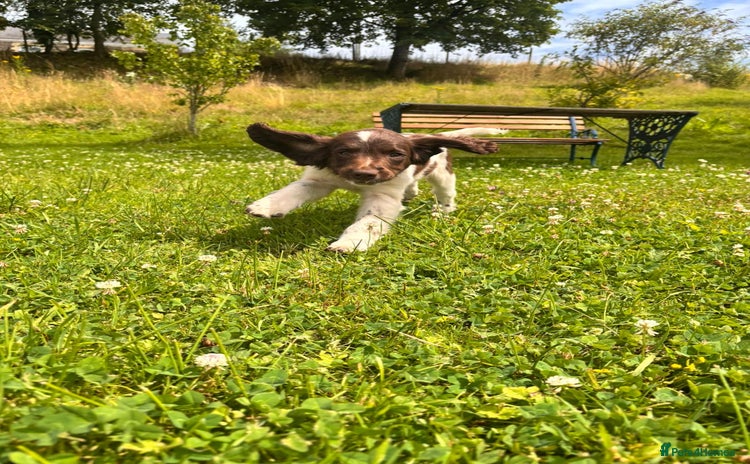English Springer Spaniel dogs in Swansea - Advert 1