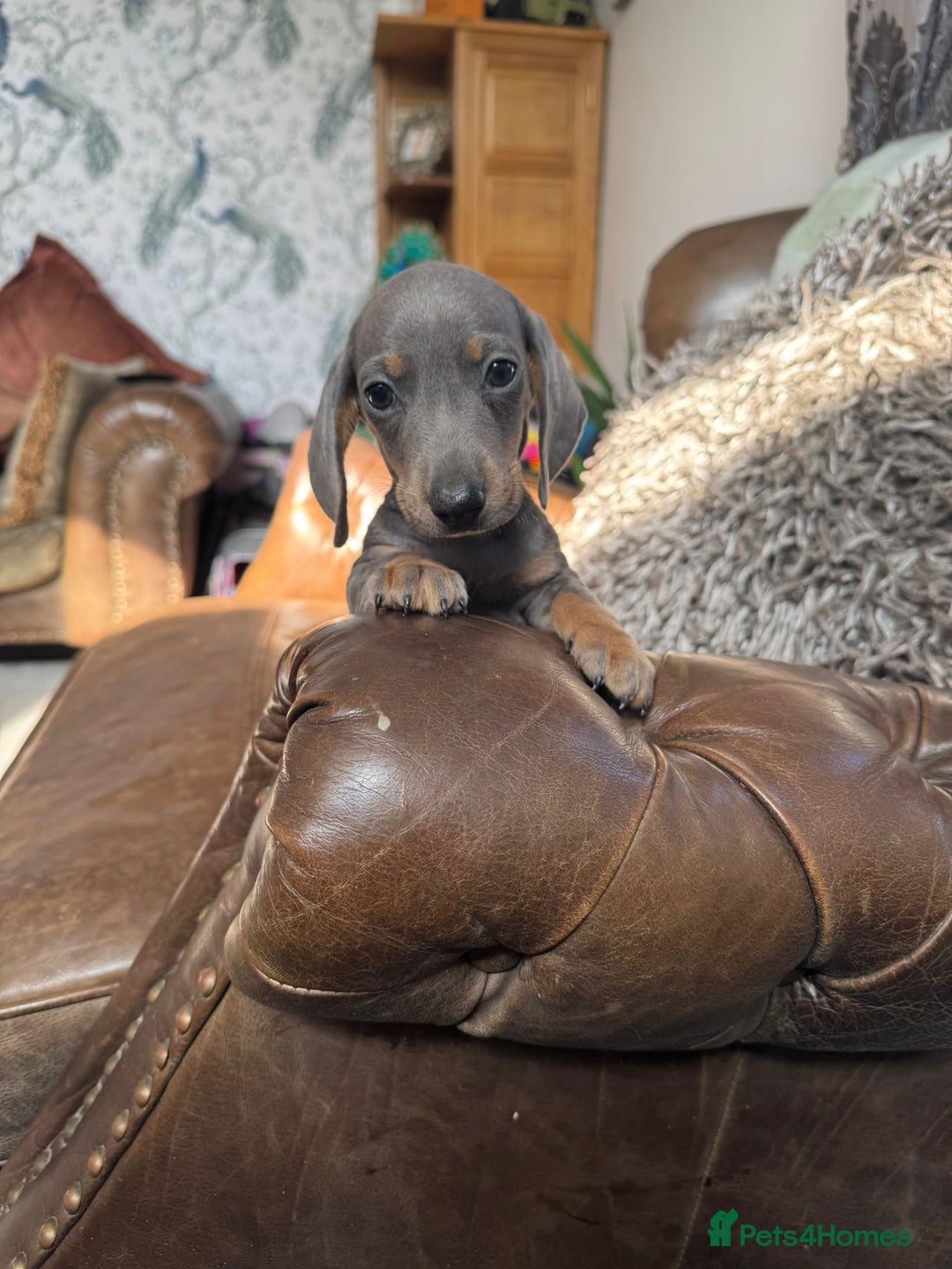 Dachshund dogs for sale: Miniature Dachshund Puppies  - Image 12